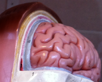 Un cerveau miniature a été produit en laboratoire