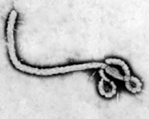 Ebola : risque de propagation «régionale et internationale»