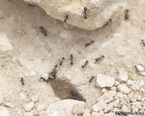 Antibiotiques : Quand les fourmis donnent de l’espoir...
