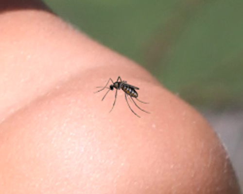 Zika : Des anticorps efficaces ont été découverts