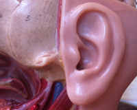 Les médicaments anti-AVC pourraient soigner les infections de l’oreille moyenne