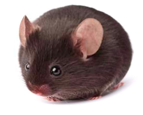 Un nouveau traitement de l’obésité testé chez la souris 