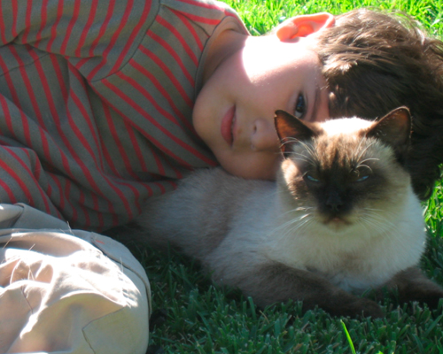 La toxoplasmose pourrait affecter la fertilité masculine