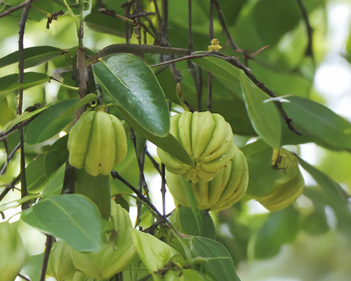 Alerte de l’Anses sur Garcinia cambogia