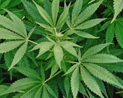 Un médicament extrait du cannabis à l'essai contre l’épilepsie de l’enfant