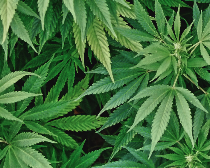 Les effets thérapeutiques du cannabis seraient limités