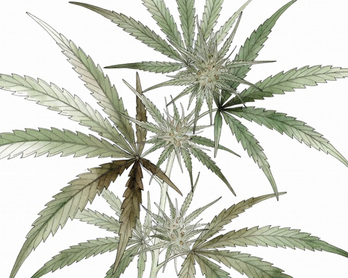 Cannabis thérapeutique : la France prépare une généralisation progressive d’ici 2027