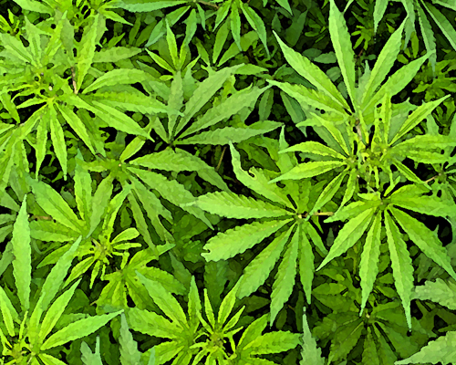 Effets du cannabis : les zones d’ombre persistent
