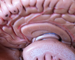 L'hypnose dévoile ses secrets