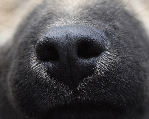 3.	Des chiens dressés à détecter l’odeur de la Covid-19