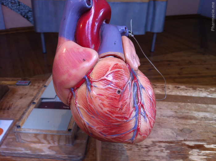Des cœurs imprimés en 3 D pour sécuriser les opérations cardiaques 