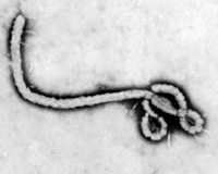 Le virus Ebola inquiète à nouveau !