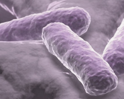 Microbiote : les États-Unis à la pointe de la recherche
