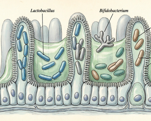 Microbiote intestinal et Parkinson une avancée qui pourrait changer la donne
