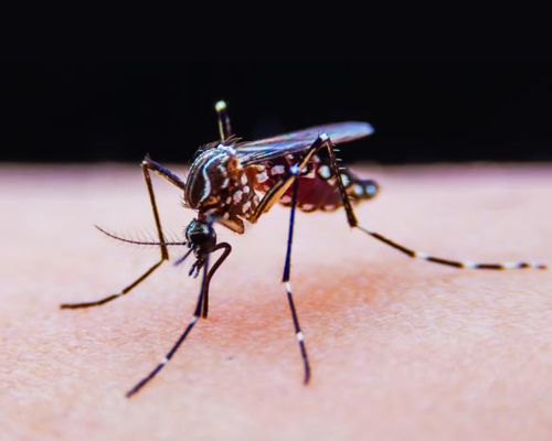 L'UE autorise le premier vaccin contre le chikungunya