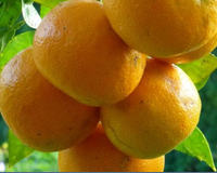 Cancer colorectal: la vitamine C à haute dose pourrait être une piste