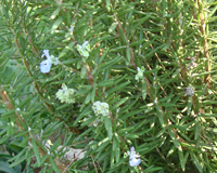 La filière des plantes aromatiques et médicinales se structure