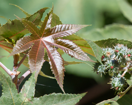 France l’antidote contre la ricine  décroche son AMM