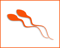 Certaines supplémentations pourraient améliorer la qualité du sperme