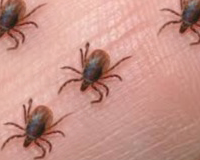 Un nouveau virus mortel découvert aux Etats-Unis